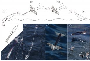 Cephalopod Oegopsida Japanese Flying Squid Ommastrephidae Neon - Water Transparent PNG