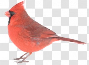 Northern Cardinal Creative Company Advertising - Finch - Birds Transparent PNG