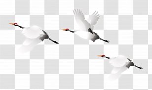 Crane Bird - Migration - Vector Transparent PNG
