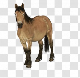 Horse Canvas Print Image Art - Pony Transparent PNG