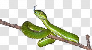 Larva Cartoon - Elapid Snakes - Snake Transparent PNG