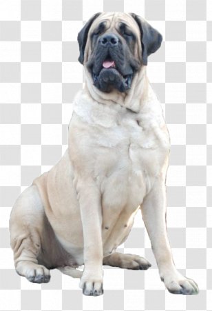 English Mastiff Dog Breed Bullmastiff Spanish St. Bernard - Group Transparent PNG