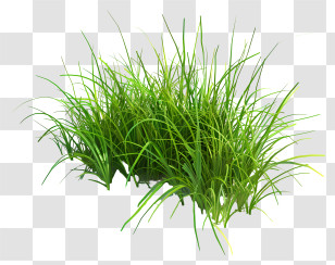 Grass Bush - Fresh Green Grass Clump Illustration Transparent PNG