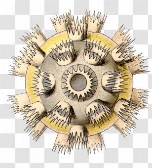 Art Forms In Nature Radiolaria Biologist - Biology - Nouveau Transparent PNG