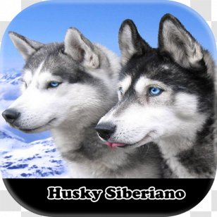 Siberian Husky Alaskan Klee Kai Puppy El Siberiano Samoyed Dog - Snout Transparent PNG