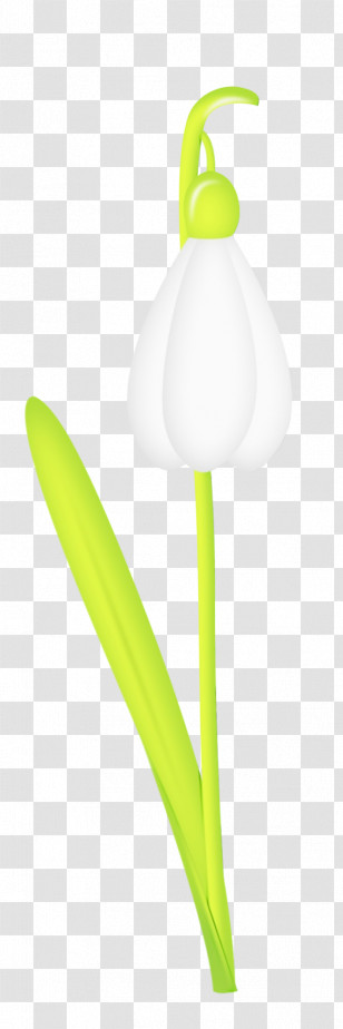 White Flower Plant Tulip Snowdrop Transparent PNG