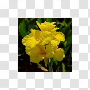 Narrow-leaved Sundrops Edible Canna 'Yellow King Humbert' Plant Bulb - Narrowleaved Transparent PNG