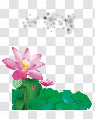 Laundry Detergent Child Chxf9a Vu1ea1n U0110u1ee9c Washing Machine - Magenta - Lotus Transparent PNG