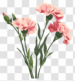 Carnations - Pink Carnation Flowers Illustration Transparent PNG
