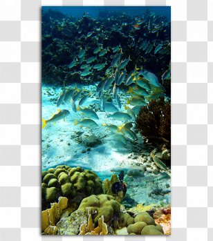 Klein Bonaire Kralendijk Coral Reef Geologie Van National Marine Park - Ecosystem - Sea Transparent PNG
