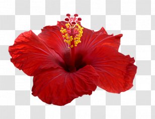 Shoeblackplant Hibiscus Tea Roselle Petal Flower - China Rose Transparent PNG