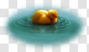 Duck Water Bird Desktop Wallpaper Computer Statistics Transparent PNG