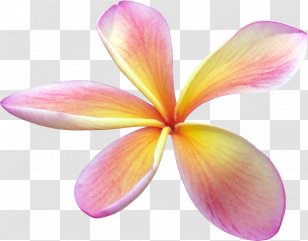 Flower Drawing Clip Art - Plant - Ferns Transparent PNG