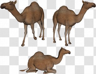 Dromedary Clip Art - Image Resolution - Sitting Couple Transparent PNG