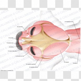 Anatomy Neck Head Muscular System Muscle - Frame - Flower Transparent PNG