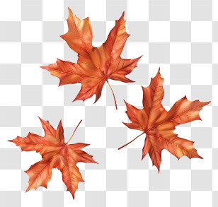 Fall Leaves - Autumn Maple Leaves Illustration Transparent PNG