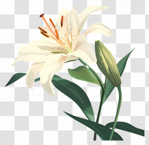 Lilies - Beautiful White Lily Flower Illustration Transparent PNG