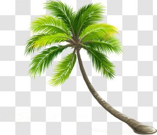 Leaf - Curved Palm Tree Illustration Transparent PNG