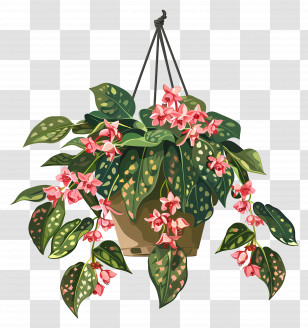 Hanging Flowers - Hanging Plant With Spotted Leaves Transparent PNG