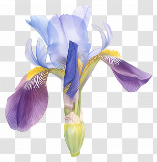 Algerian Iris - Purple Iris Flower Botanical Illustration Transparent PNG