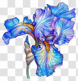 Iris Flower - Blue Iris Flower Illustration Transparent PNG