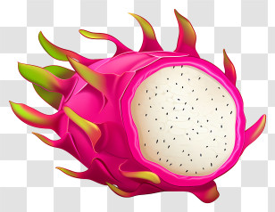Dragon Fruit - Dragon Fruit Illustration Transparent PNG
