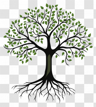 Tree With Roots - Tree With Roots Botanical Illustration Transparent PNG