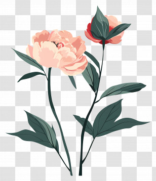 Peonies - Pink Peonies Floral Illustration Transparent PNG