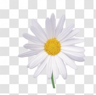 Flower Chamomile Wallpaper - Marguerite Daisy - White Chrysanthemum Transparent PNG