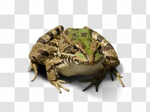 Canvas Print Photography Art - Stretcher Bar - Frog Transparent PNG