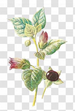 Belladonna Medicinal Plants Bittersweet Asphodelus Albus - Herb - Cypripedium Basil Transparent PNG