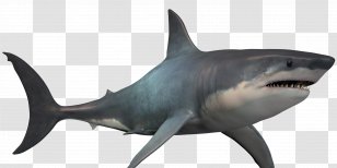 Great White Shark Megalodon Image Transparent PNG