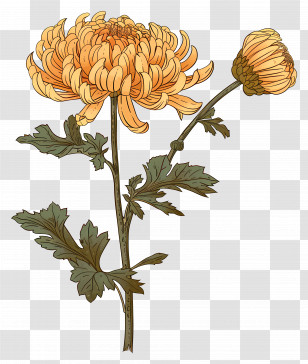 Chrysanthemum - Yellow Chrysanthemum Flowers With Stem Transparent PNG