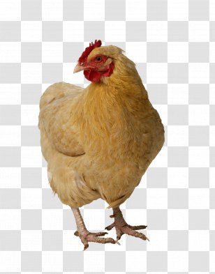 Chicken Broiler Image Poultry - Tshirt Transparent PNG