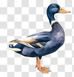 Regal Duck Logo - Elegant Navy Duck Illustration Transparent PNG