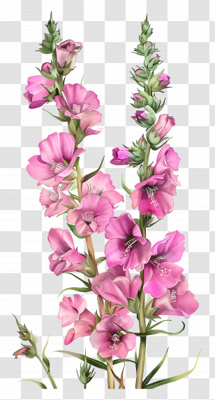 Pink Snapdragons Flowers - Beautiful Pink Gladiolus Flowers Illustration Transparent PNG