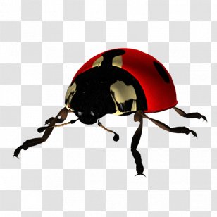 Beetle Clip Art Coccinella The Ladybug - Digital Image - QI Transparent PNG