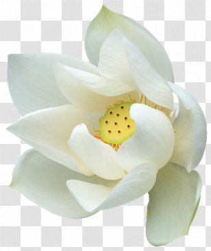 White Lotus Png Images Transparent White Lotus Images