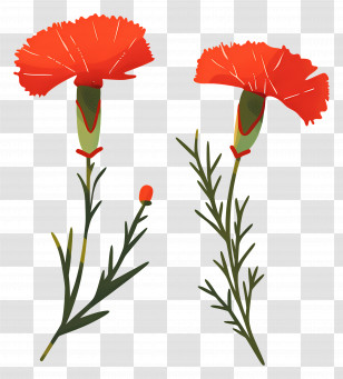 Carnation Flower - Red Carnation Flowers With Green Stems Transparent PNG