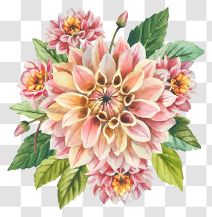 Dahl Flowers - Light Pink Dahlia Bouquet With Leaves And Buds Transparent PNG