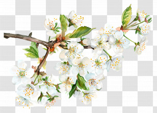 Branch With Flower - White Blossoming Flower Branch In Spring Style Transparent PNG