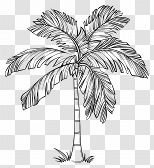 Palm - Palm Tree Outline Illustration Transparent PNG
