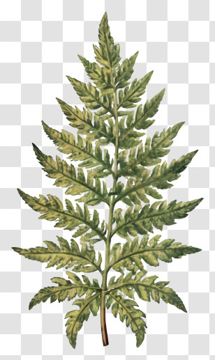 Fern Plant - Green Fern Leaf Botanical Illustration Transparent PNG