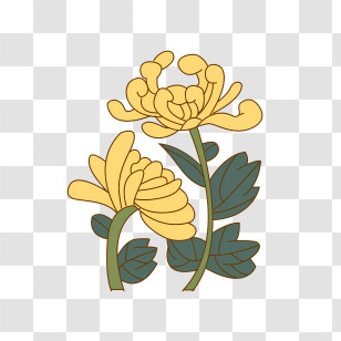 Golden Flowers - Yellow Chrysanthemum Flowers With Green Foliage Transparent PNG