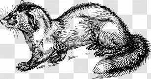 Ferret Polecat - Weasels - Mustelidae Mink Transparent PNG