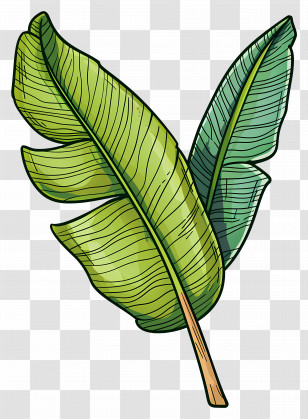 Tropical Leaf - Green Banana Leaves Transparent PNG