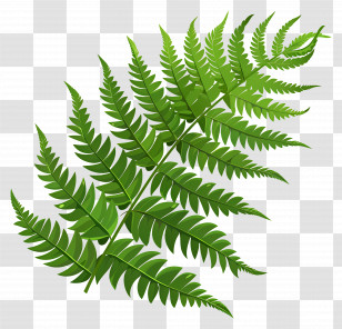 Fern Leaf - Lush Green Fern Leaves In Nature Illustration Transparent PNG