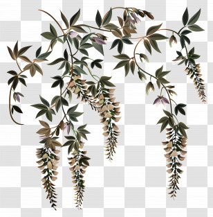 Wisteria Flowers - Hanging Wisteria Branch With Leaves And Flowers Transparent PNG
