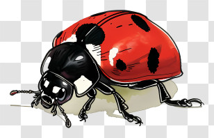 Ladybird - Colorful Ladybug Illustration Transparent PNG