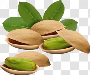 Vector Graphics Royalty-free Nut Pistachio Illustration - Tree Transparent PNG